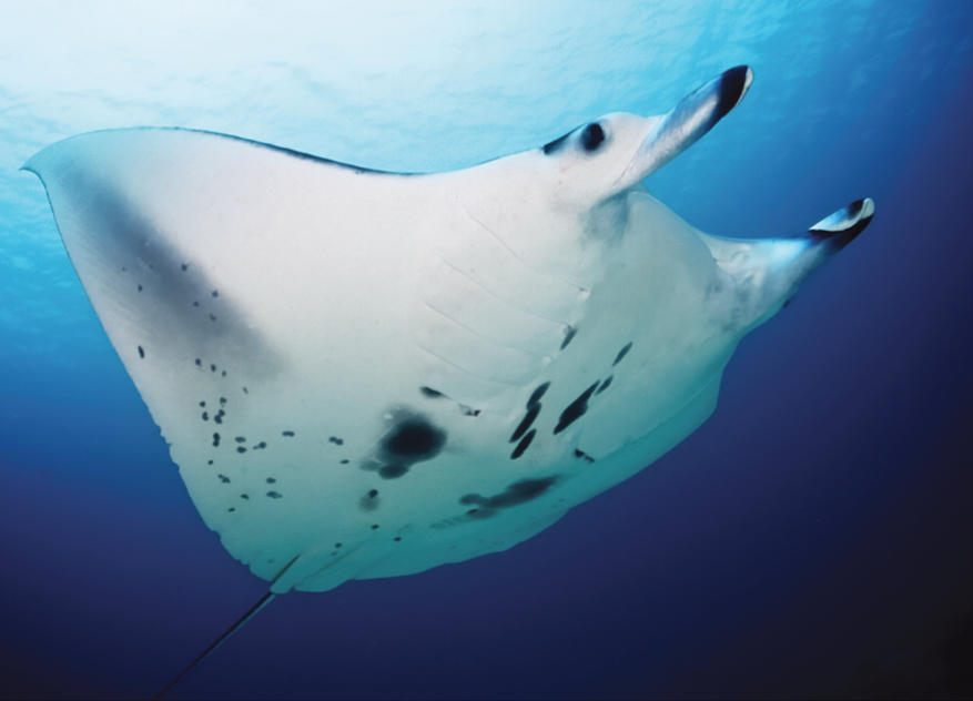 Reef Manta Ray