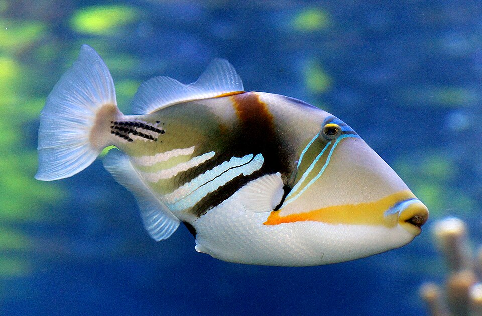 Reef Triggerfish