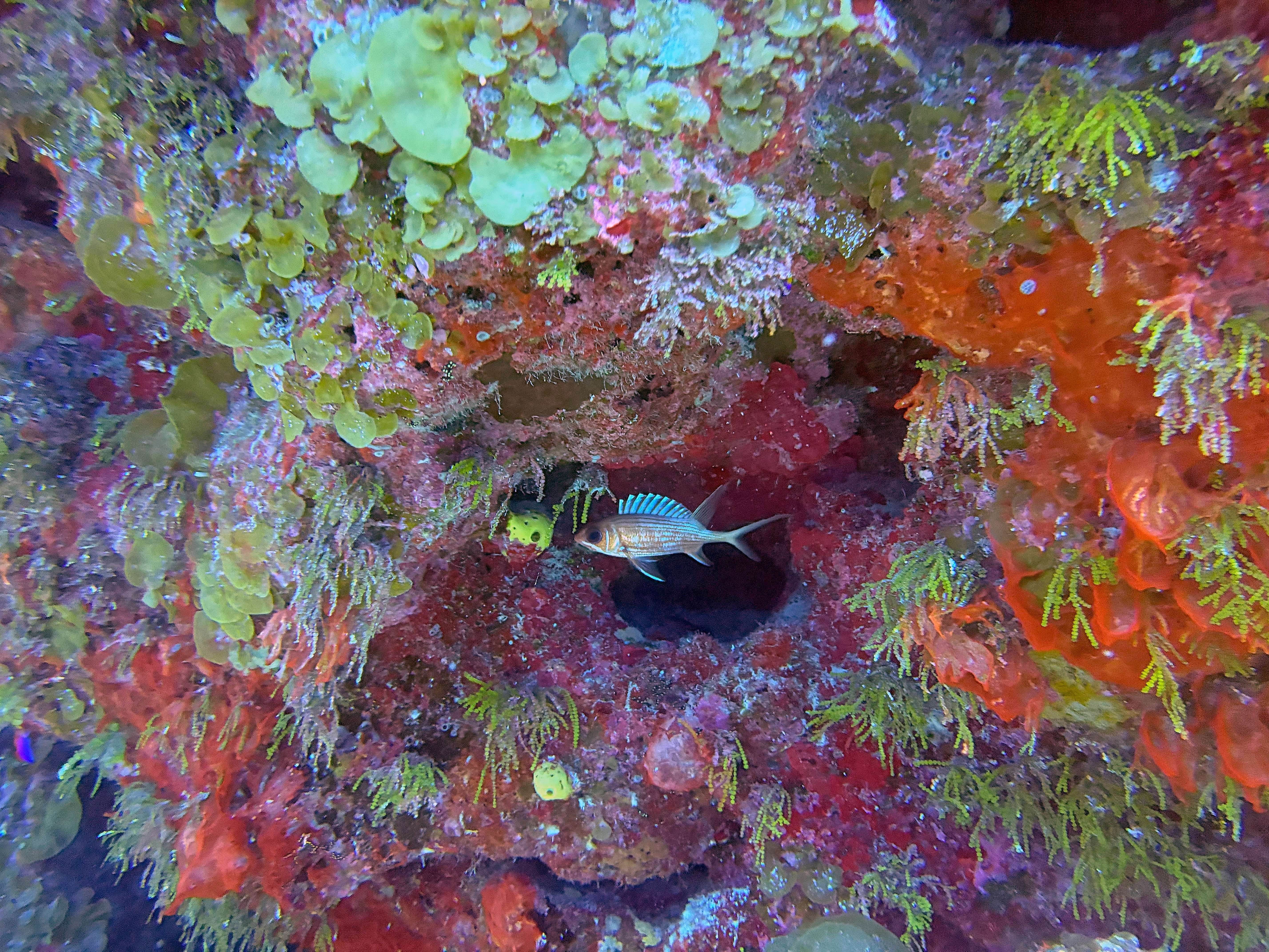 Long-spined Squirrelfish